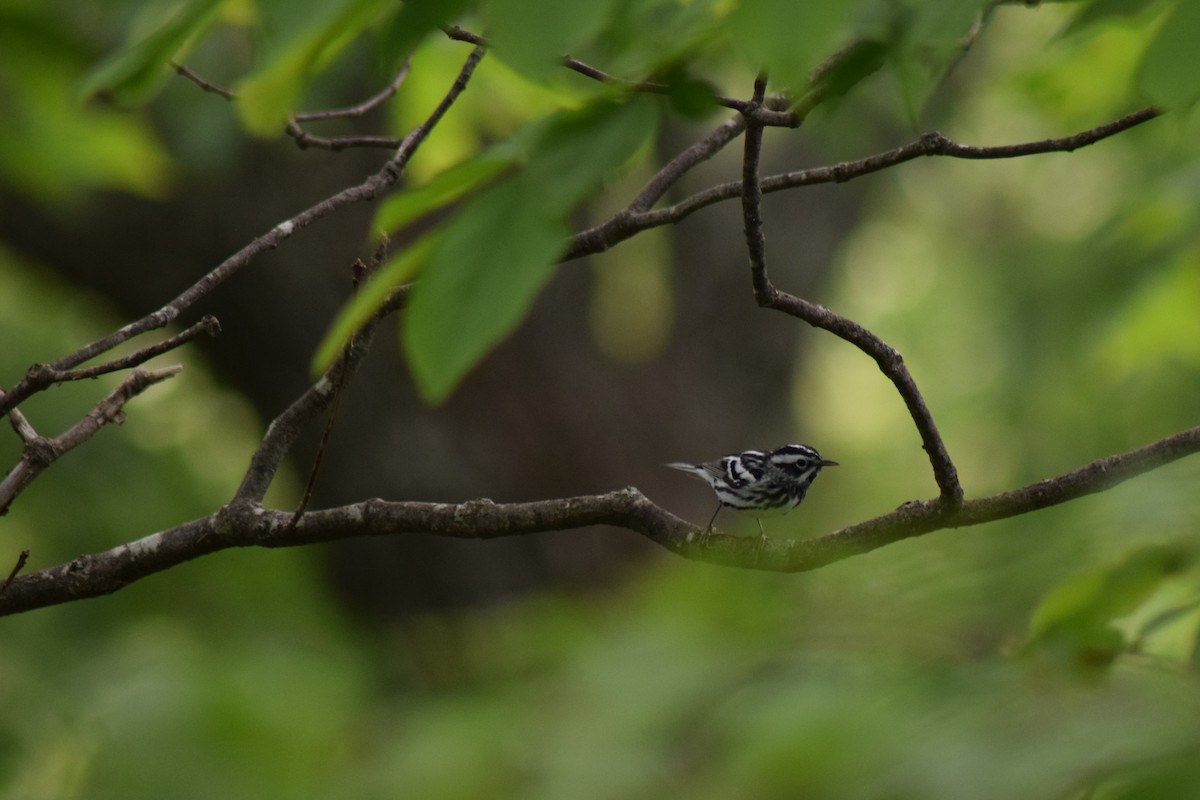Black-and-white Warbler - ML575697351