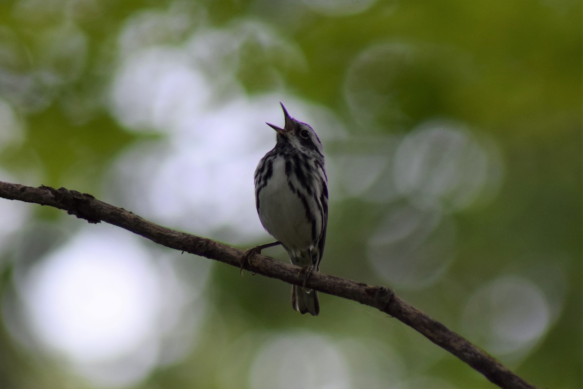 Black-and-white Warbler - ML575697361