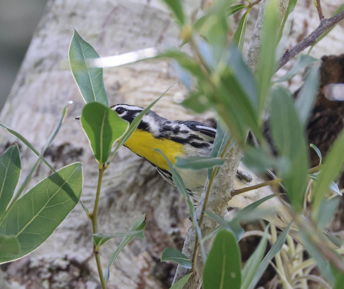Yellow-throated Warbler - ML575698071