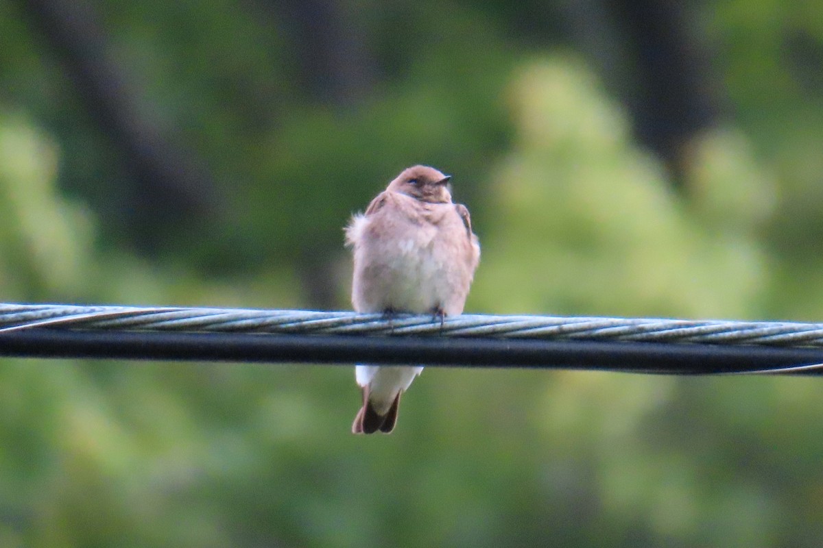Northern Rough-winged Swallow - ML575700601
