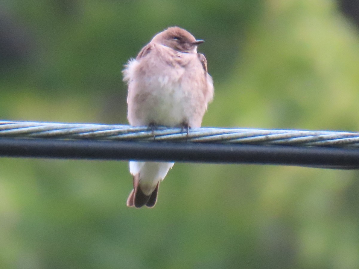 Northern Rough-winged Swallow - ML575700621