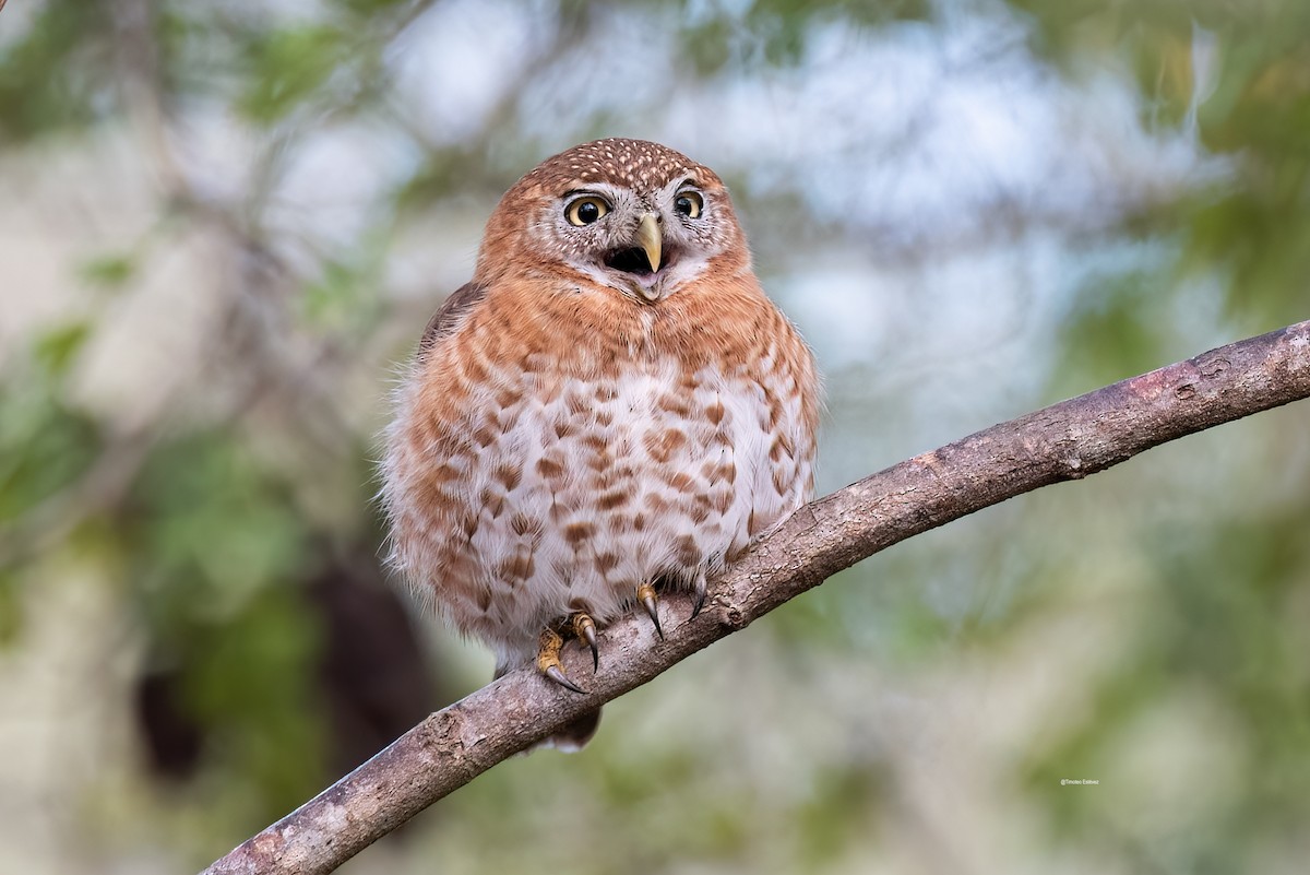 Cuban Pygmy-Owl - ML575700951