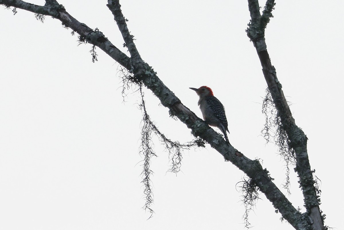 Red-bellied Woodpecker - ML575701741