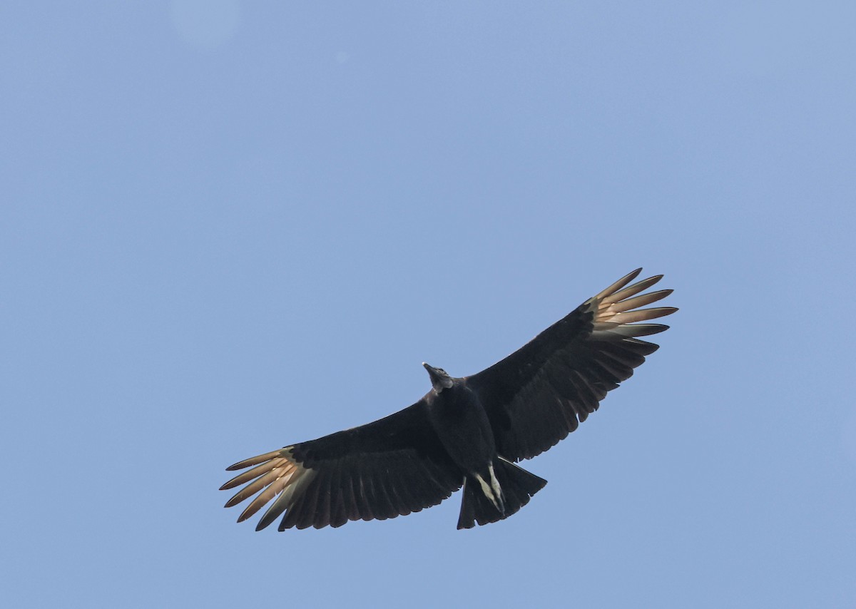 Black Vulture - ML575704071
