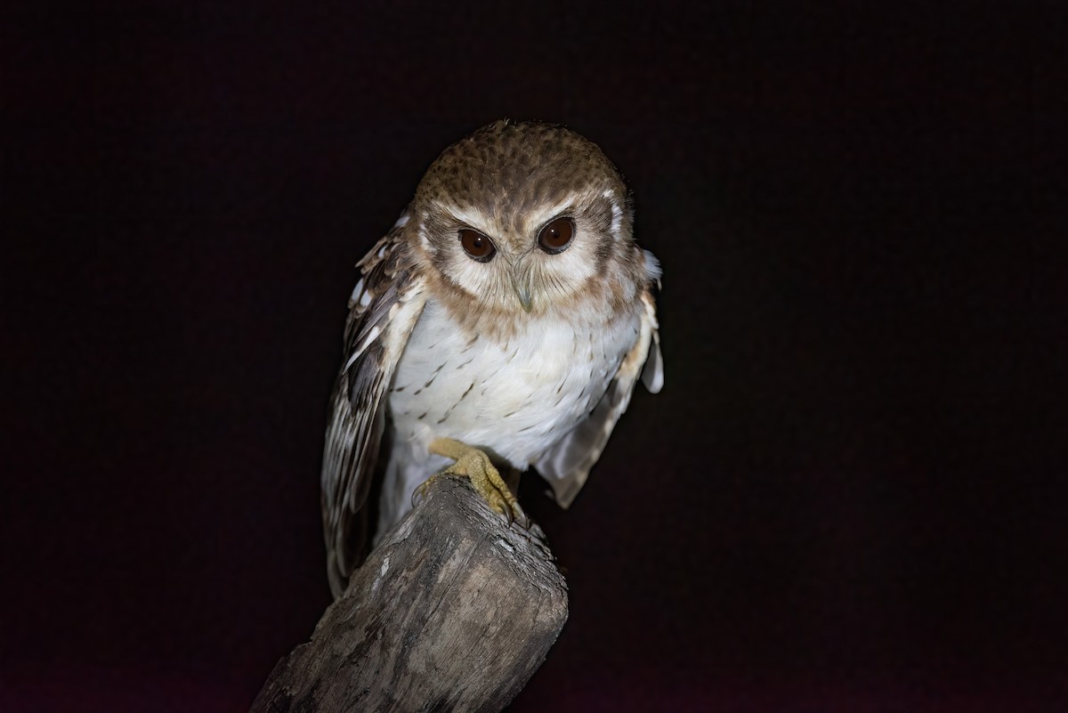 Bare-legged Owl - ML575705881