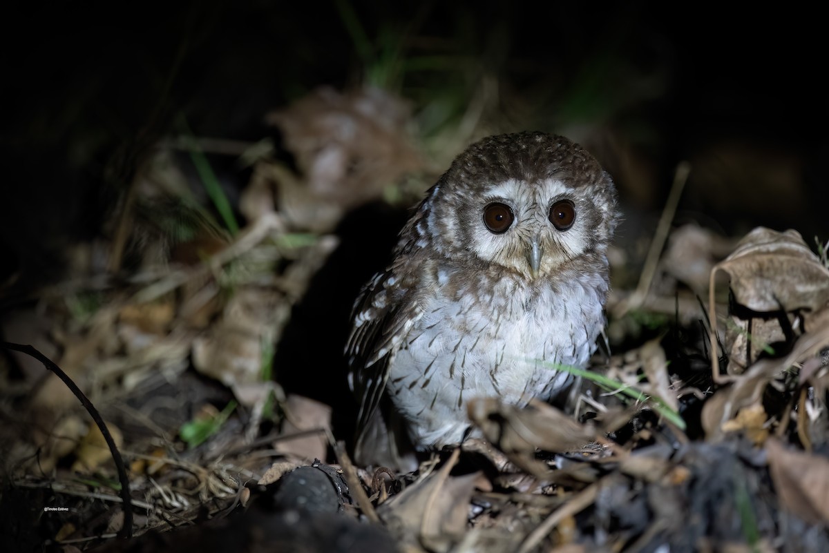Bare-legged Owl - ML575705891