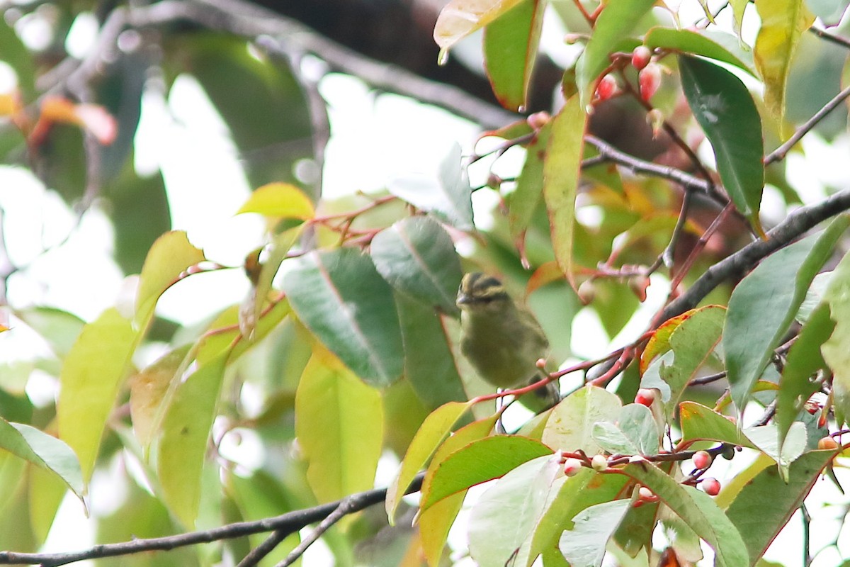Mountain Leaf Warbler - Andrew Collins