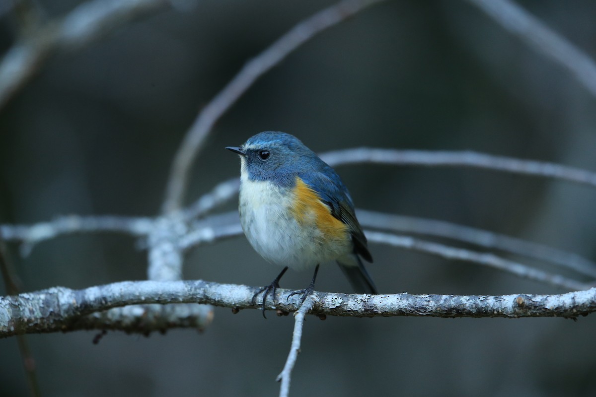 Red-flanked Bluetail - ML575710211