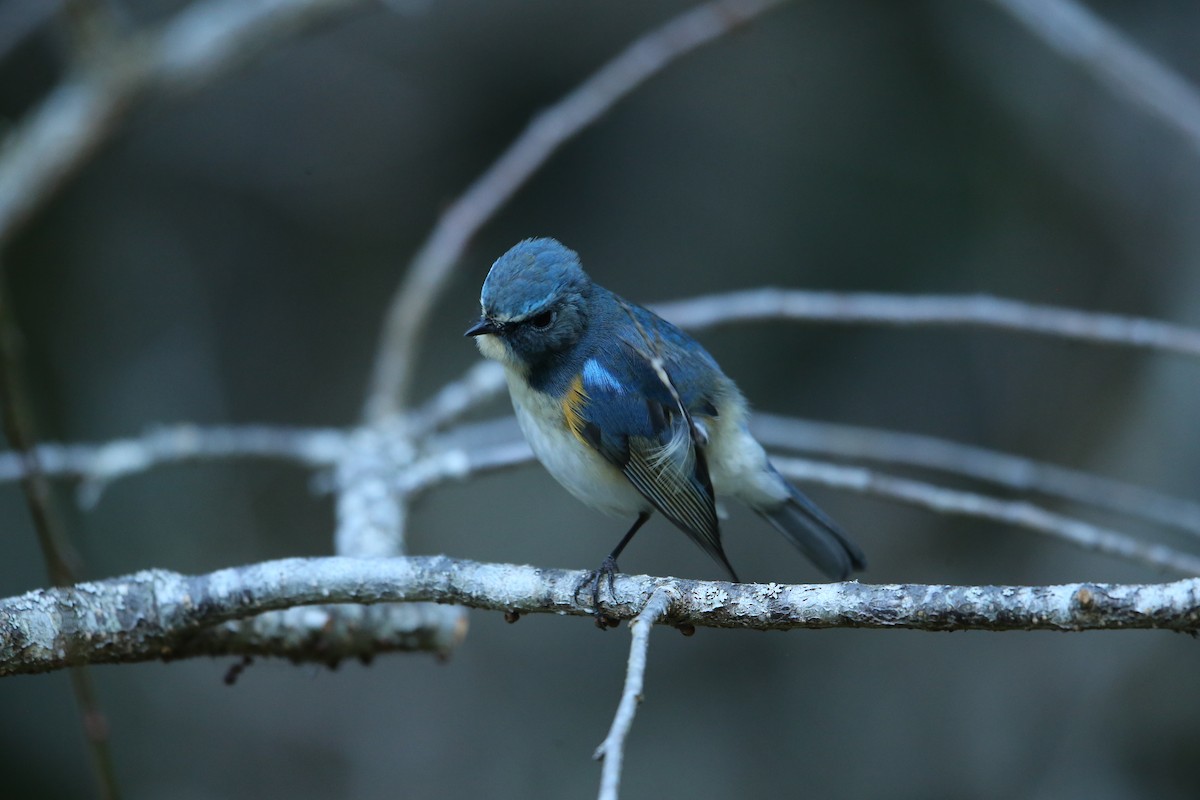 Red-flanked Bluetail - ML575710221
