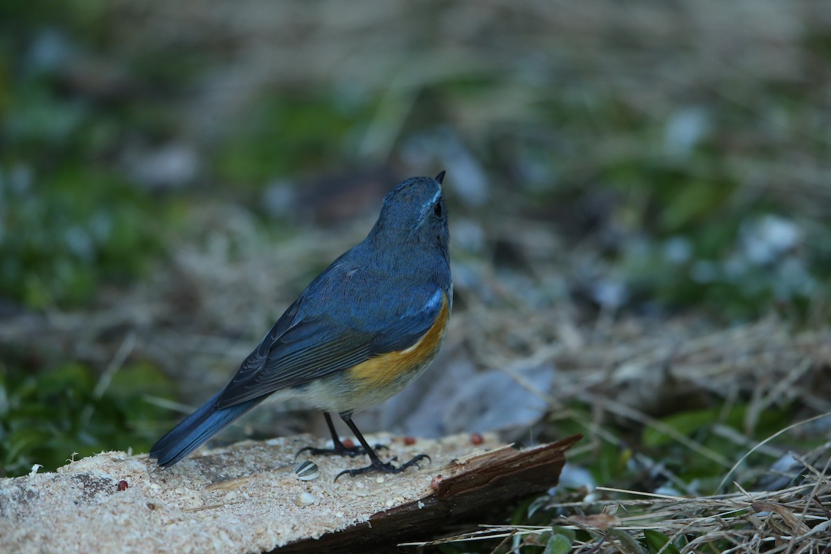 Red-flanked Bluetail - ML575710231