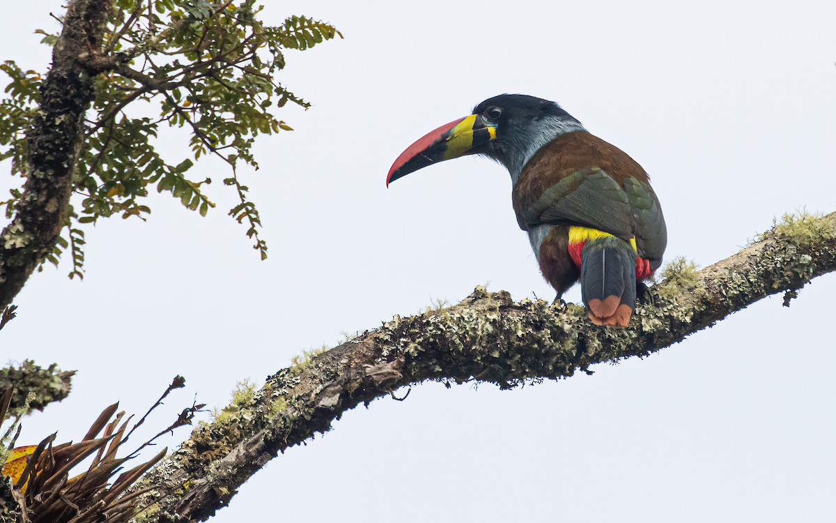 Gray-breasted Mountain-Toucan - ML575713911