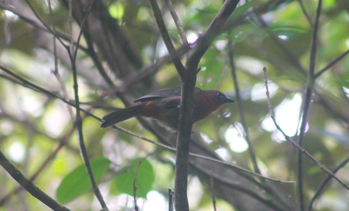 Red-throated Ant-Tanager - Abel Rodríguez Camaño