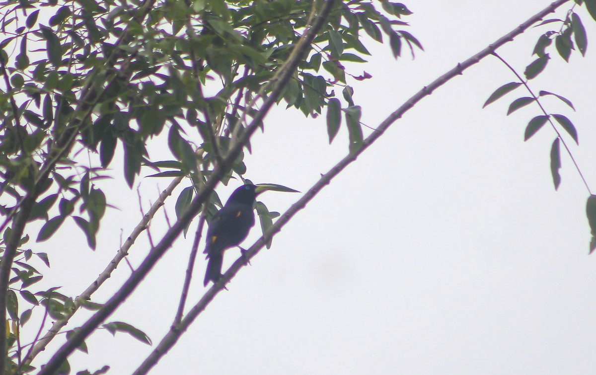 Yellow-rumped Cacique - ML575716201