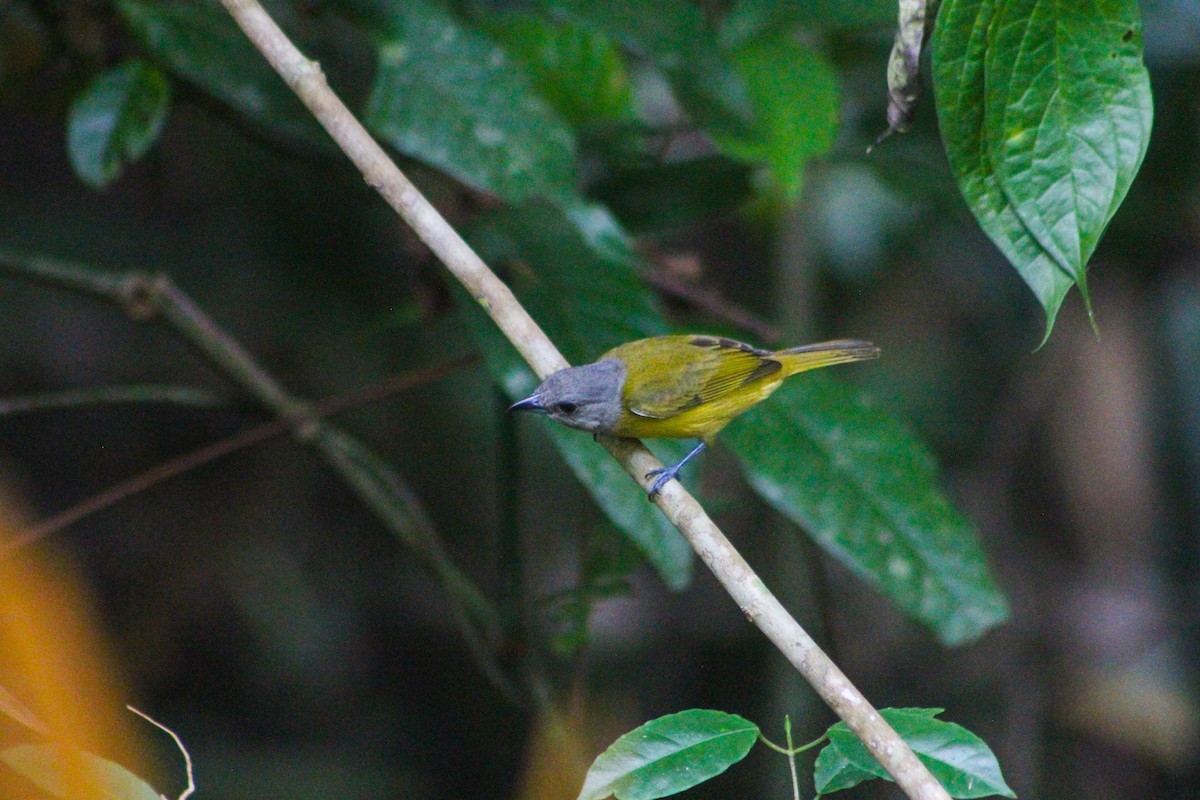 White-shouldered Tanager - ML575718101