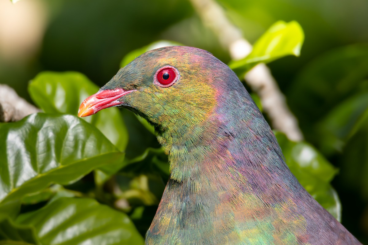 New Zealand Pigeon - ML575718311