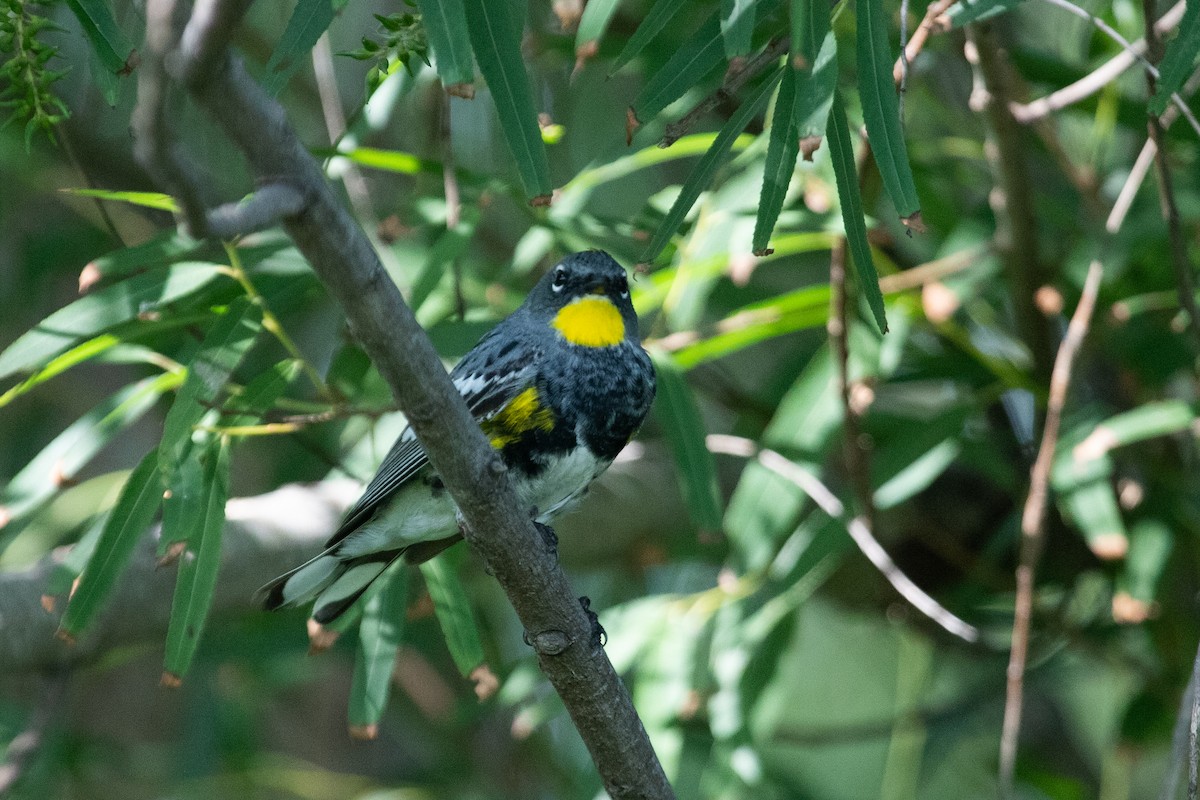 Yellow-rumped Warbler (Audubon's) - ML575719581