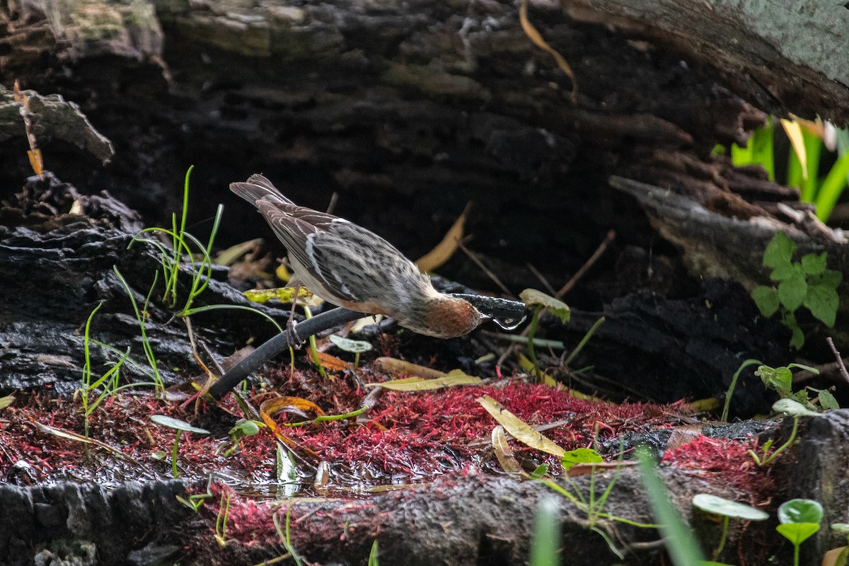 Bay-breasted Warbler - ML575720141