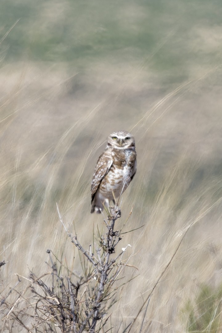 Burrowing Owl - ML575720201