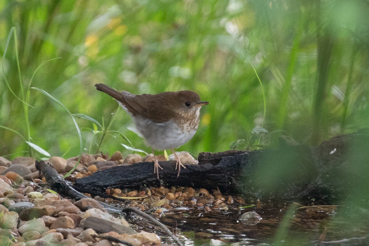 Veery - ML575720311