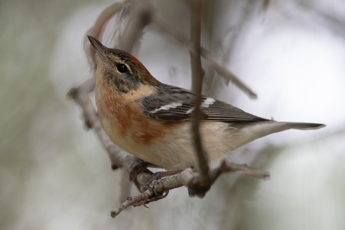 Bay-breasted Warbler - ML575720531