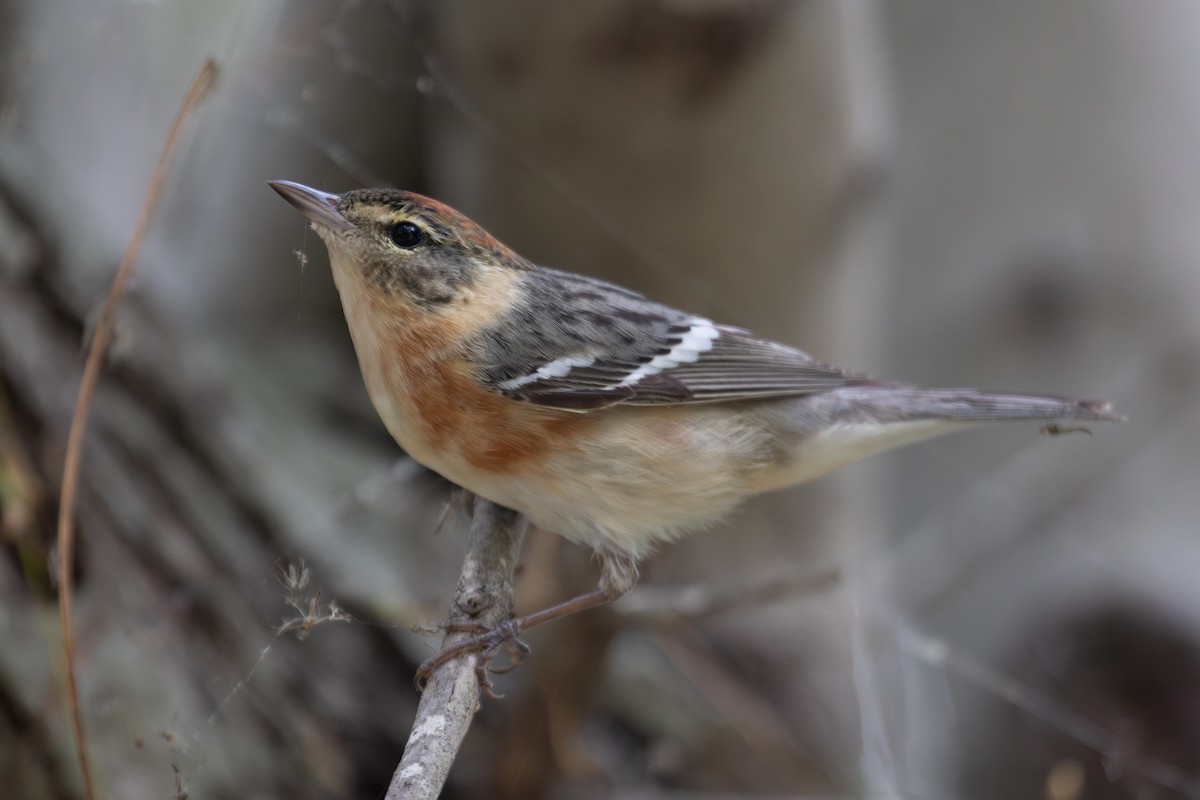 Bay-breasted Warbler - ML575720551