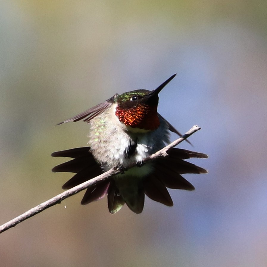 Ruby-throated Hummingbird - ML575720661