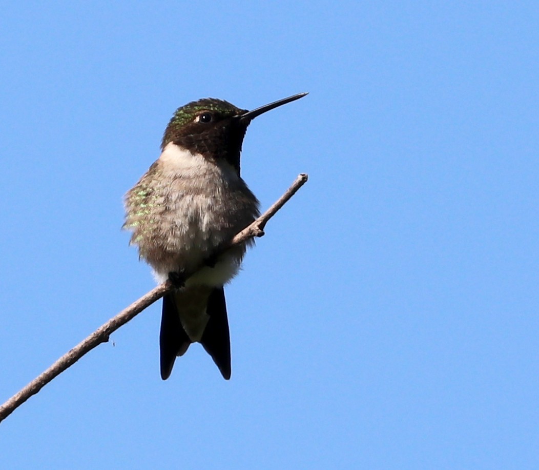 Ruby-throated Hummingbird - ML575720691