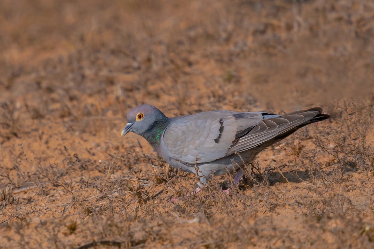 Yellow-eyed Pigeon - Rajkumar Das