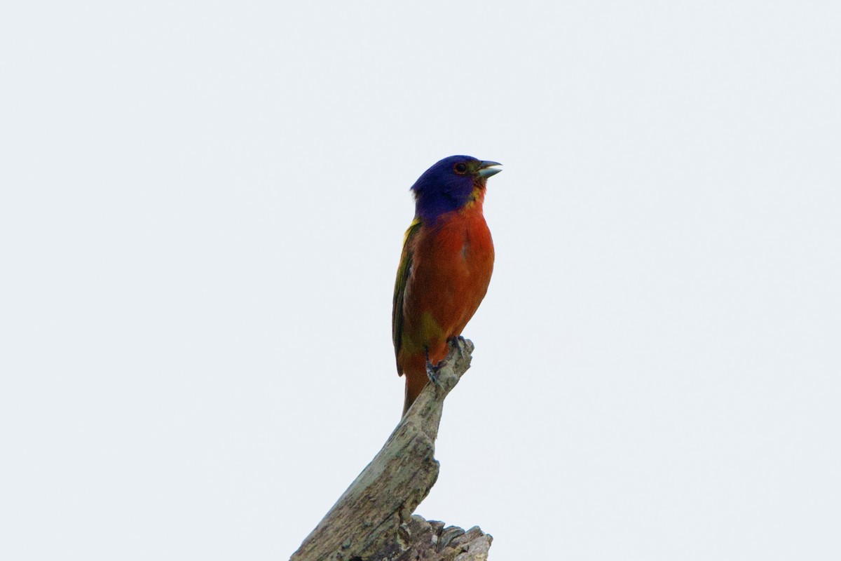 Painted Bunting - ML575726501