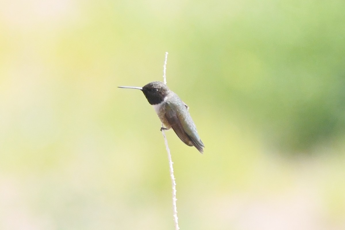 Black-chinned Hummingbird - ML575726911
