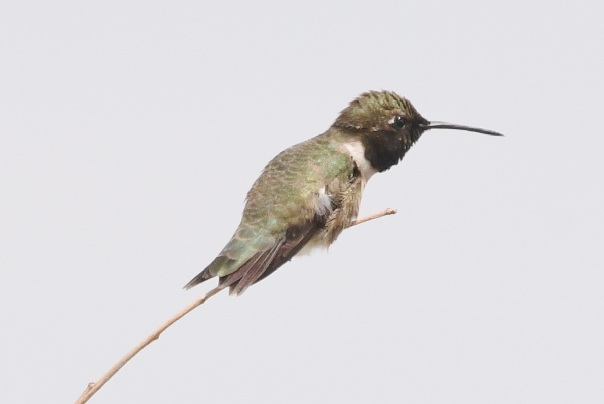 Black-chinned Hummingbird - ML575726921