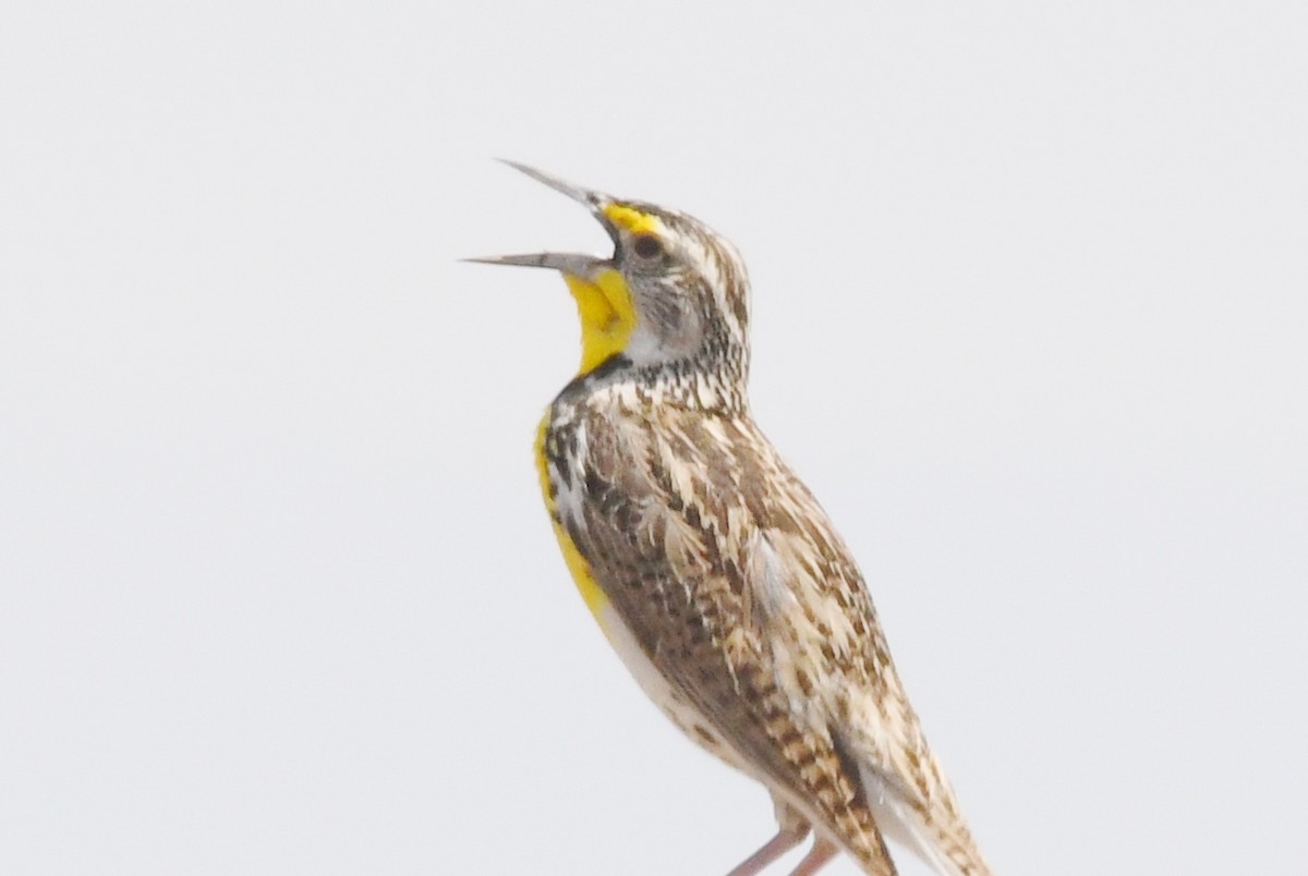 Western Meadowlark - ML575727151