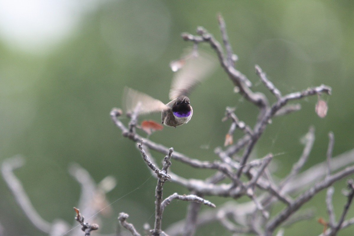 Black-chinned Hummingbird - ML575727551