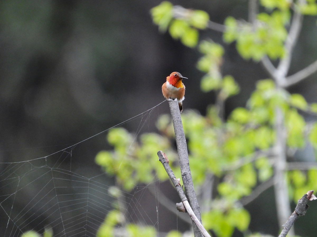Rufous Hummingbird - Kalin Ocaña
