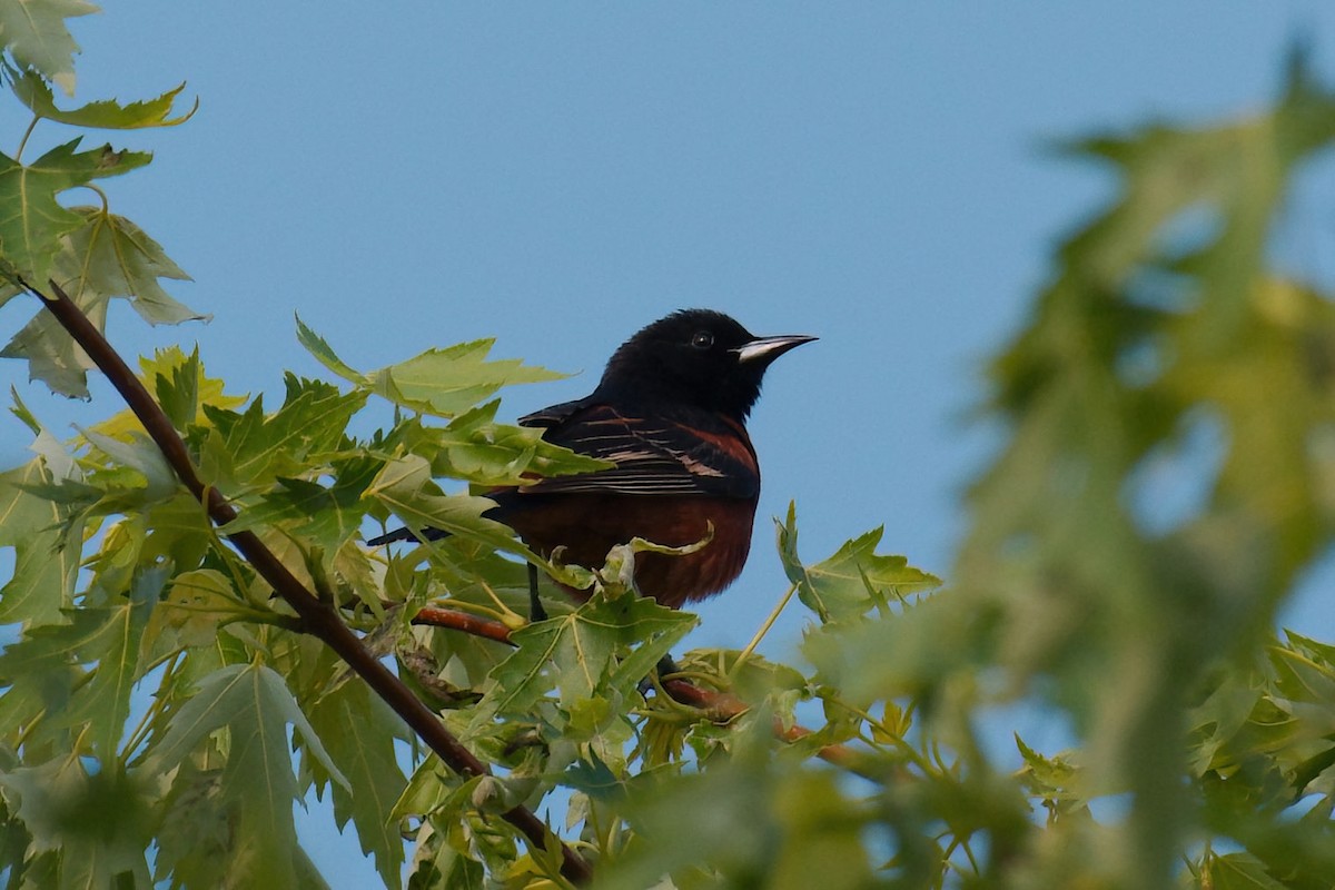 Orchard Oriole - ML575733891