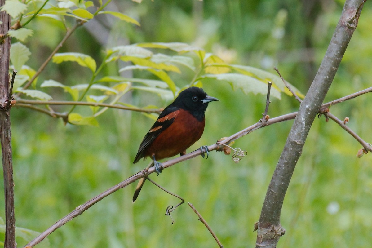 Orchard Oriole - ML575733901
