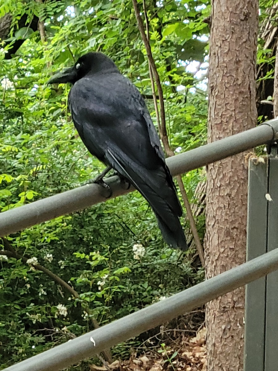 Large-billed Crow - ML575733971