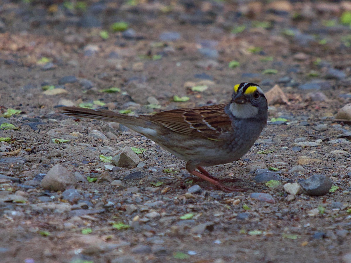 White-throated Sparrow - ML575736601