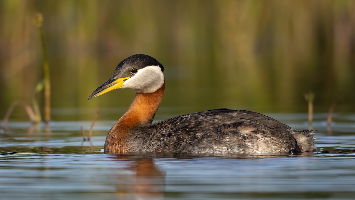 Red-necked Grebe - ML575738391