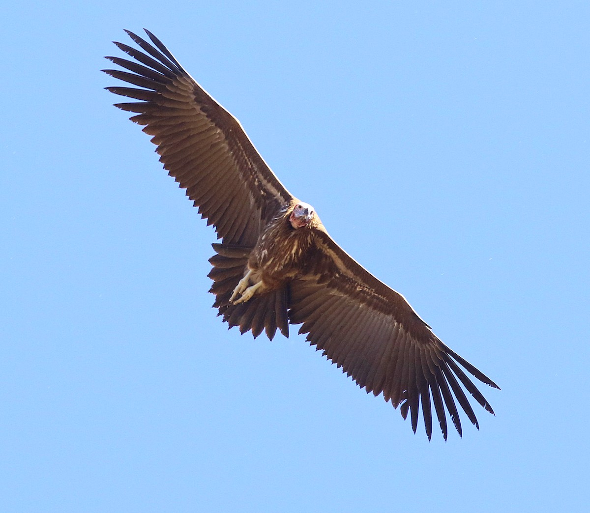 Lappet-faced Vulture - ML575739661