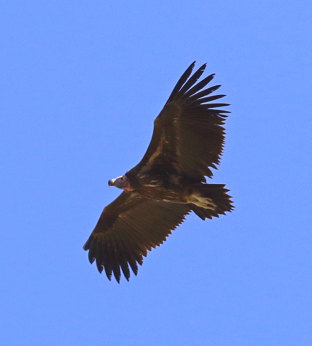 Lappet-faced Vulture - ML575739701