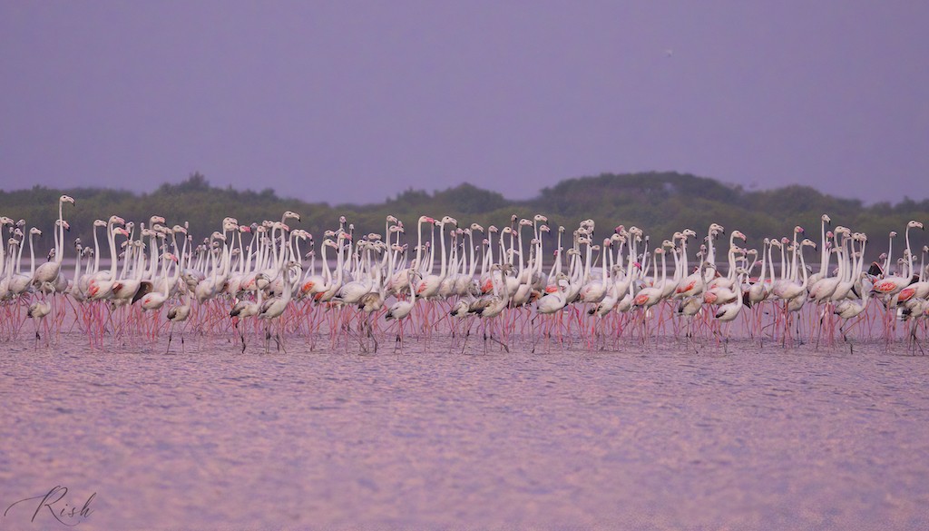 Greater Flamingo - ML575741521