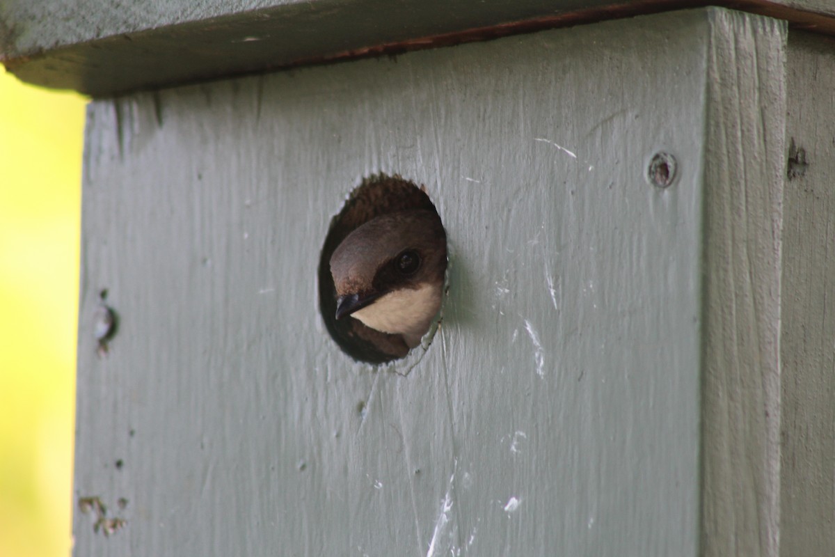 Tree Swallow - Sequoia Wrens