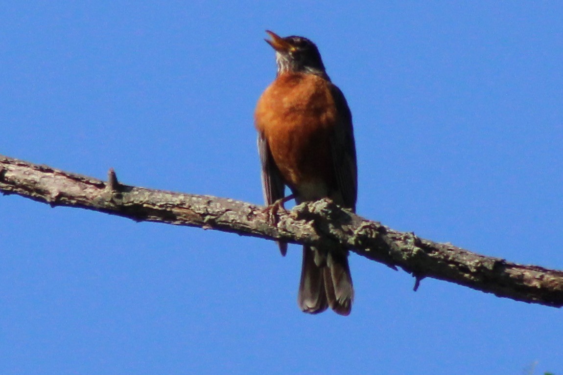 American Robin - Sequoia Wrens