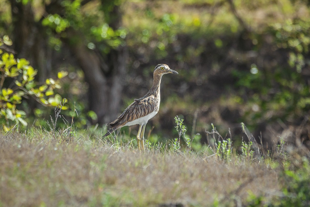 Double-striped Thick-knee - ML575744721