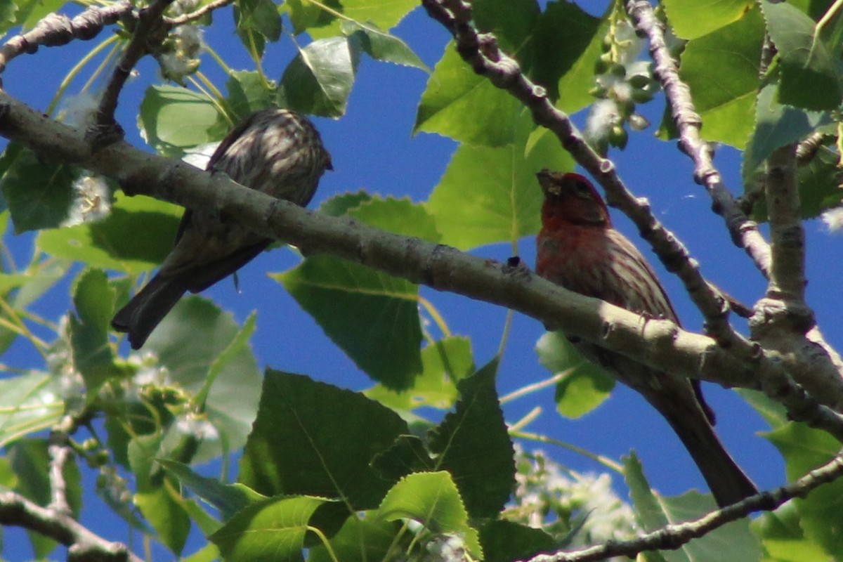 House Finch - Sequoia Wrens