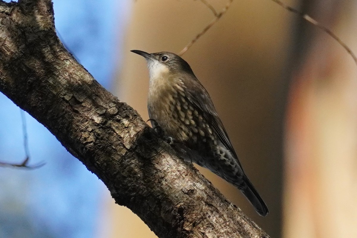 White-throated Treecreeper - Ellany Whelan