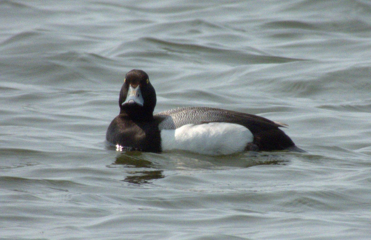 Greater Scaup - ML575750751
