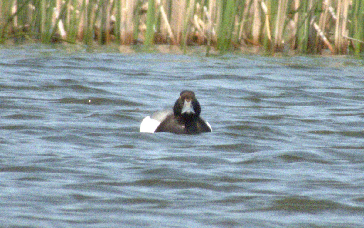 Greater Scaup - ML575750791