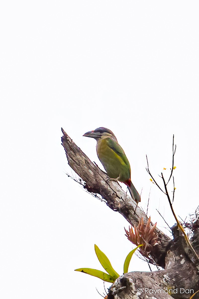 Red-vented Barbet - ML575754271